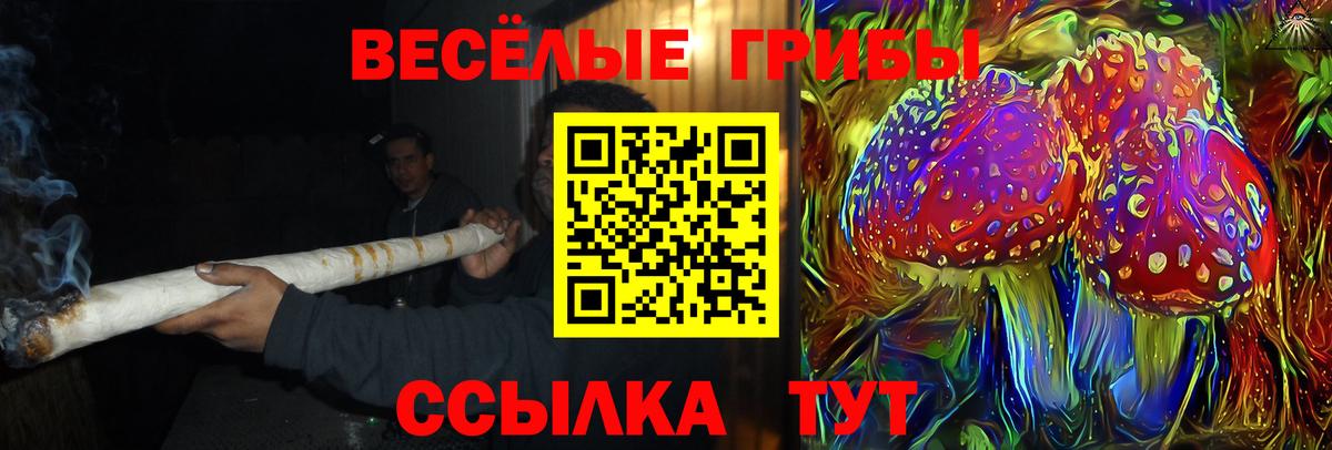 Псилоцибиновые грибы Psilocybe Видное